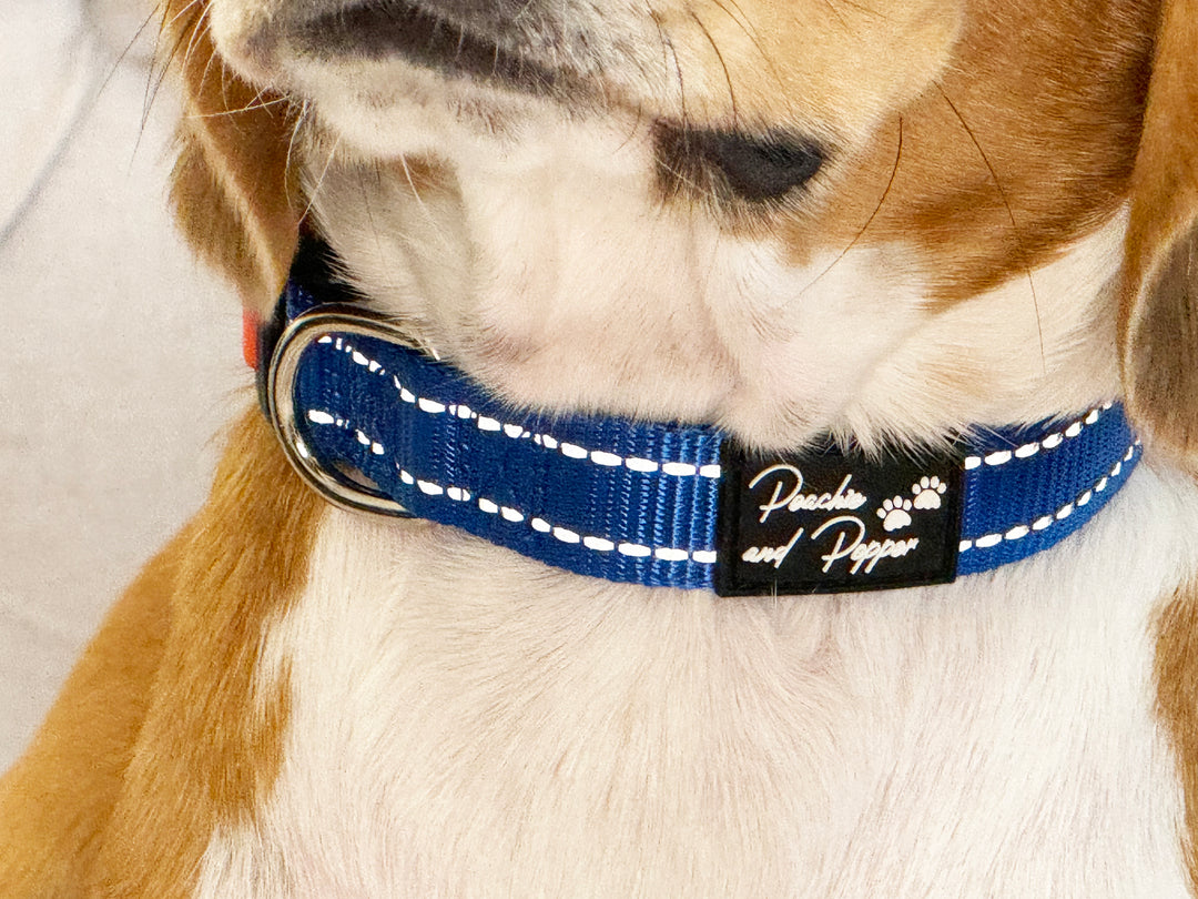 Vibrant Vibes Padded & Reflective Locking Dog Collars