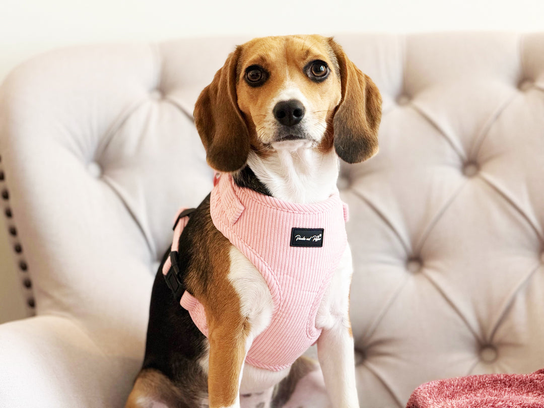 Bright Pink Corduroy Harness Set