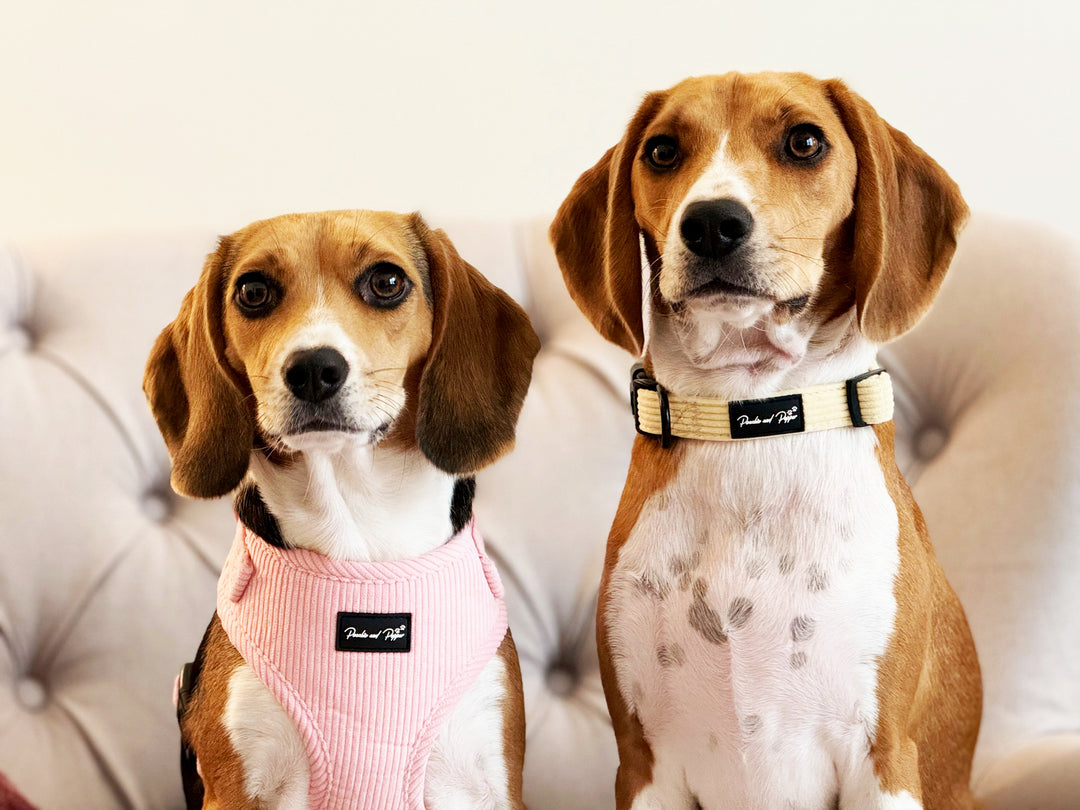 Bright Pink Corduroy Harness Set