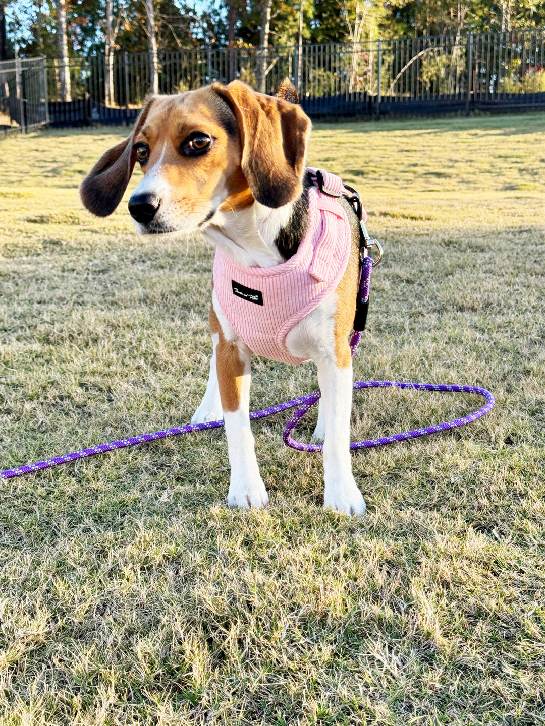 Bright Pink Corduroy Harness Set