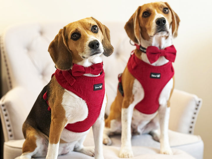 Rich Vibrant Red Corduroy Harness Set