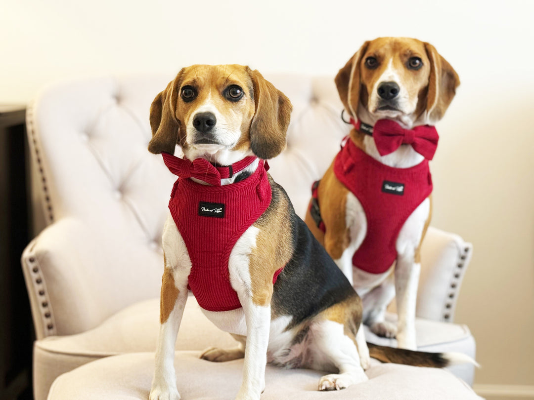 Rich Vibrant Red Corduroy Harness Set