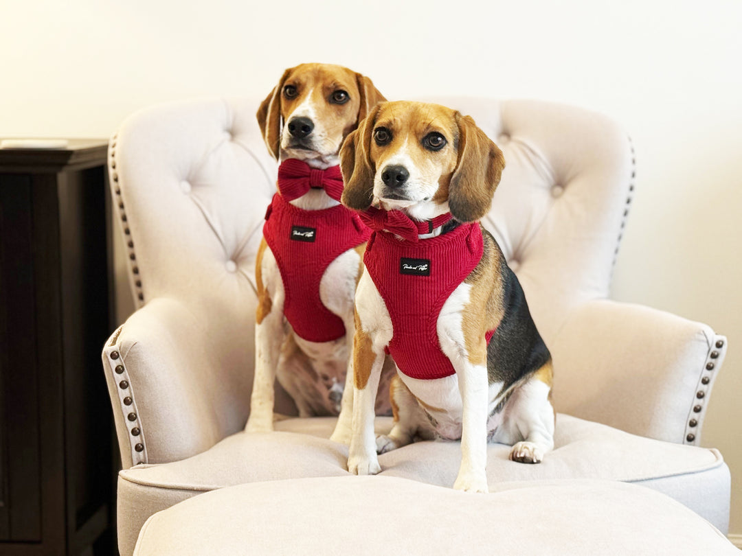 Rich Vibrant Red Corduroy Harness Set